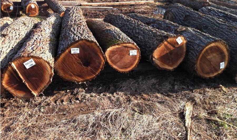 Lựa chọn chất liệu gỗ